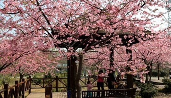 7 Tempat Menikmati Wisata Bunga Sakura (Selain di Jepang)