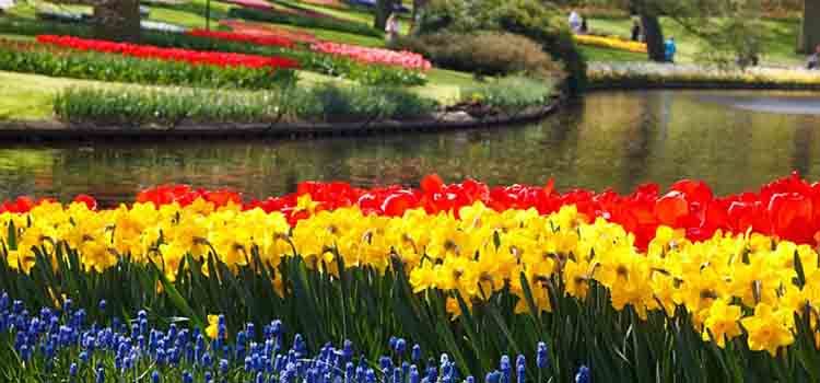 Kampoeng Tulip