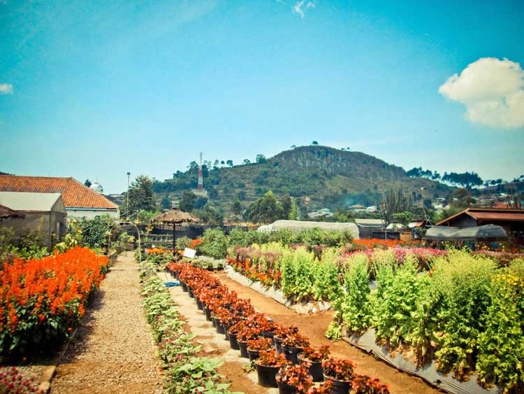 Pesona Taman Bunga Begonia Lembang Bandung