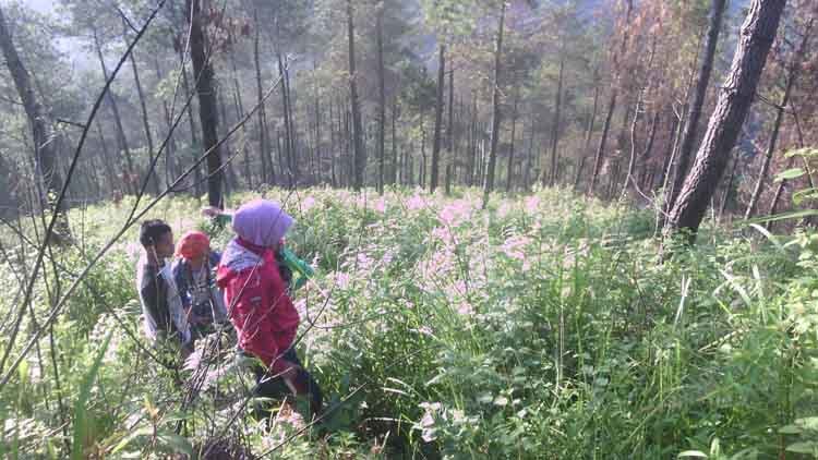 gunung andong