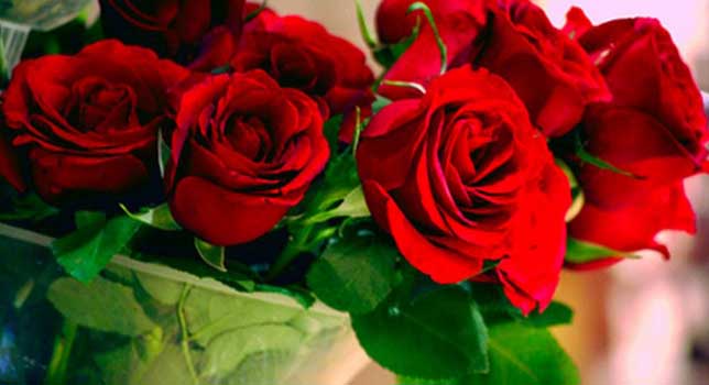 Tanaman Pekarangan Yang Bisa Membuat Wanita Cantik Alami