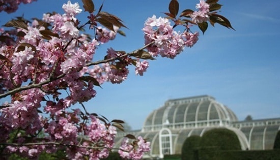 wisata bunga sakura