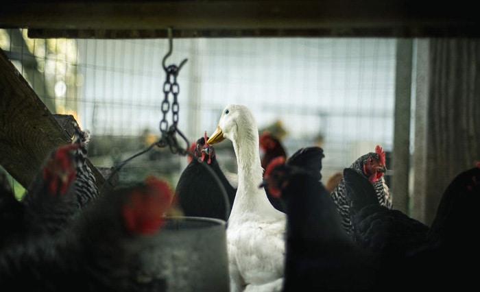 bisnis beternak unggas