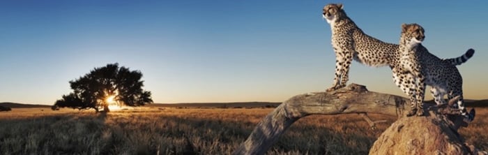 plugin cache terbaik untuk wordpress