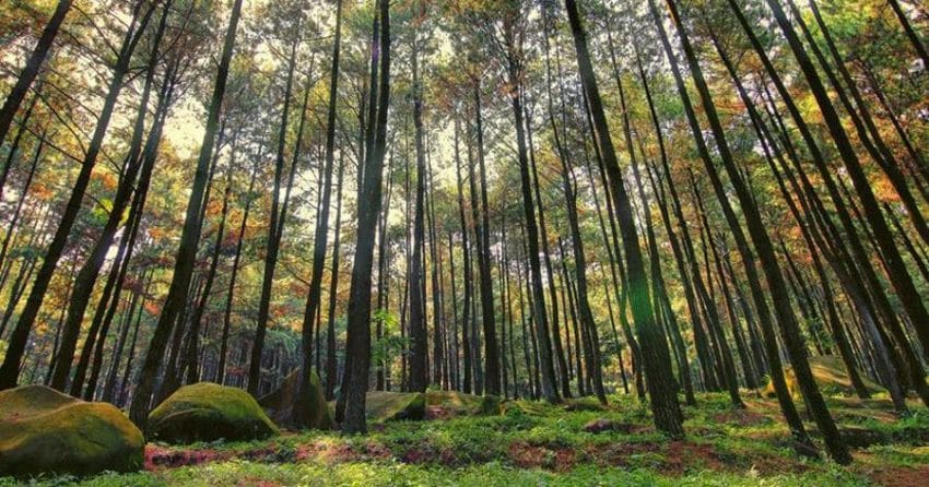 Obyek wisata Hutan Pinus
