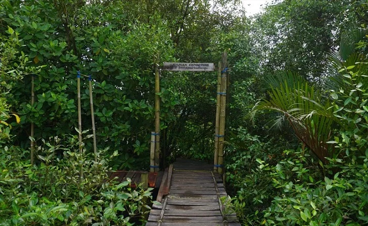 mangrove kulon progo salah satu tempat wisata terpopuler di Jogja