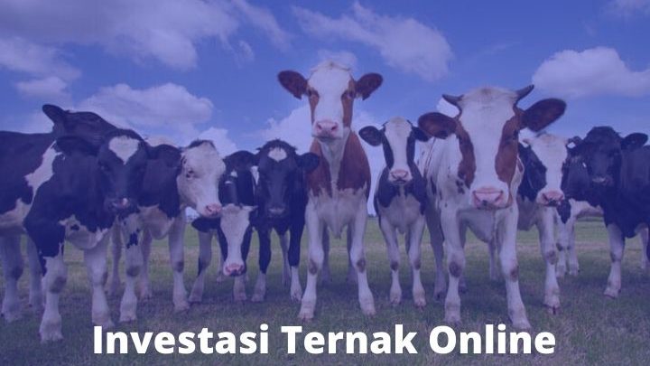 Investasi Ternak Online