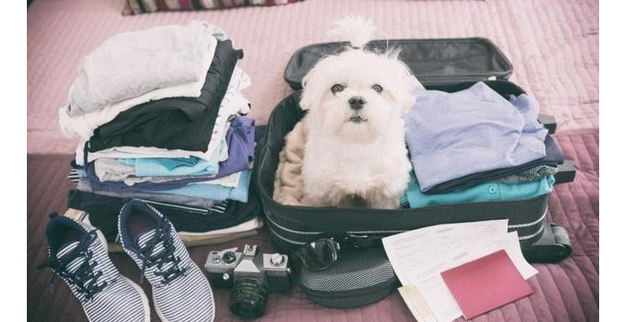 Membawa Hewan Peliharaan Saat Naik Kereta Api