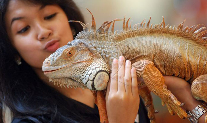 Hobi Memelihara Reptil