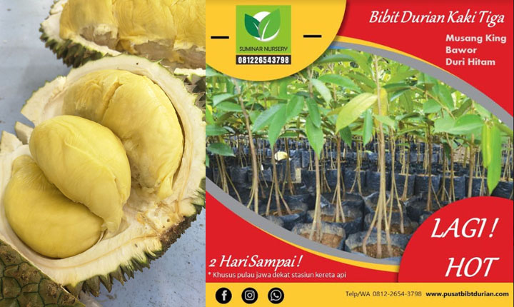 Bibit Durian Berlabel Berkualitas