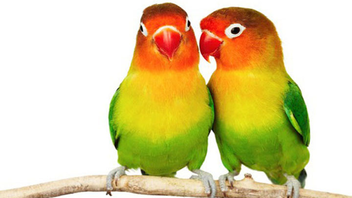 Merangsang Kicau Burung Lovebird