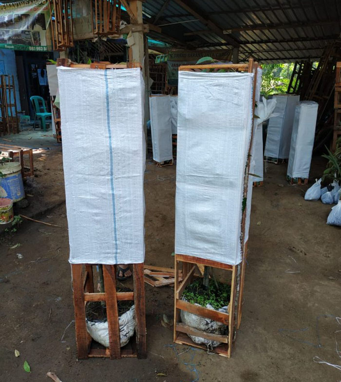 jual bibit durian berlabel online