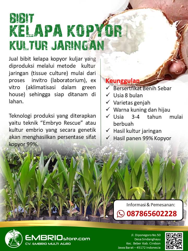 Bibit Kelapa Kopyor