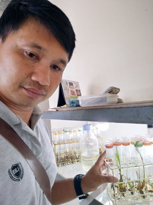 Bibit kelapa kopyor kultur jaringan