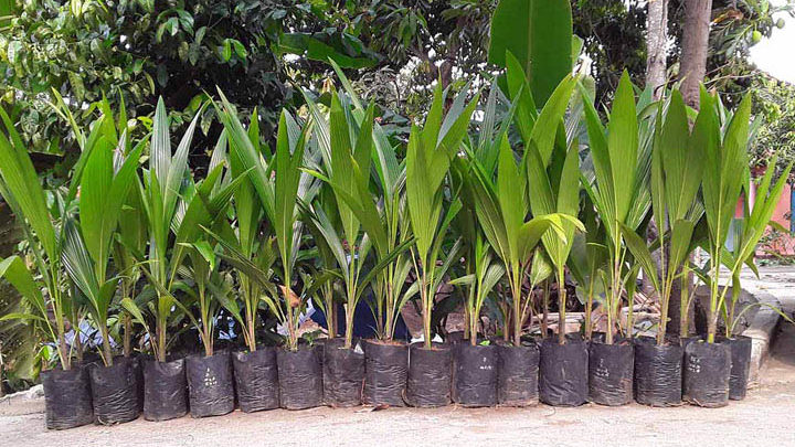 bibit kelapa kopyor