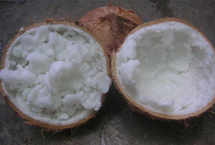 bibit kelapa kopyor genjah