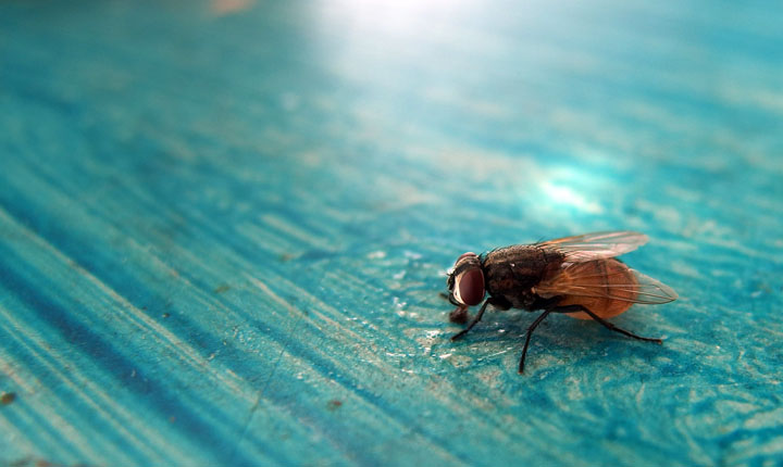 CAra mengusir lalat